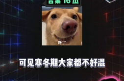 吃瓜娱乐八卦号是什么,吃瓜娱乐八卦号背后的秘密与魅力
